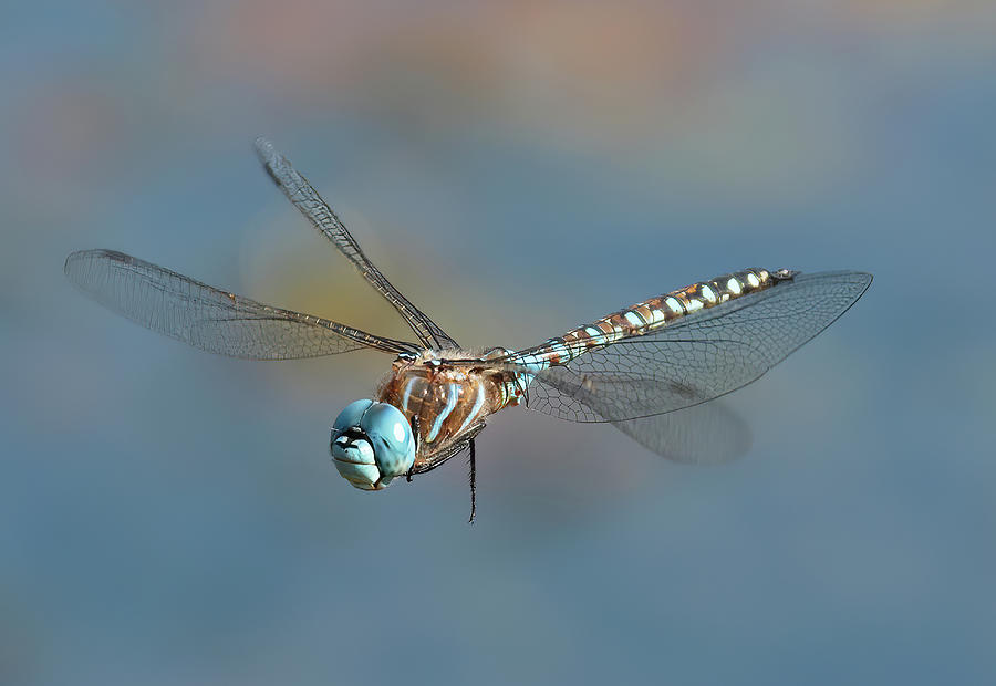 Dragonfly Photograph - DragonFly by Sheldon Bilsker Dragonfly Photograph - DragonFly by Sheldon Bilsker