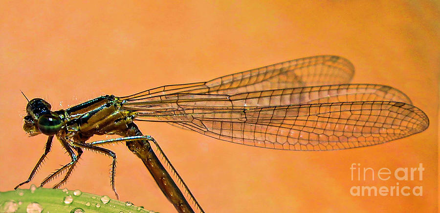 Dragonfly Photograph by Shirley Dutchkowski