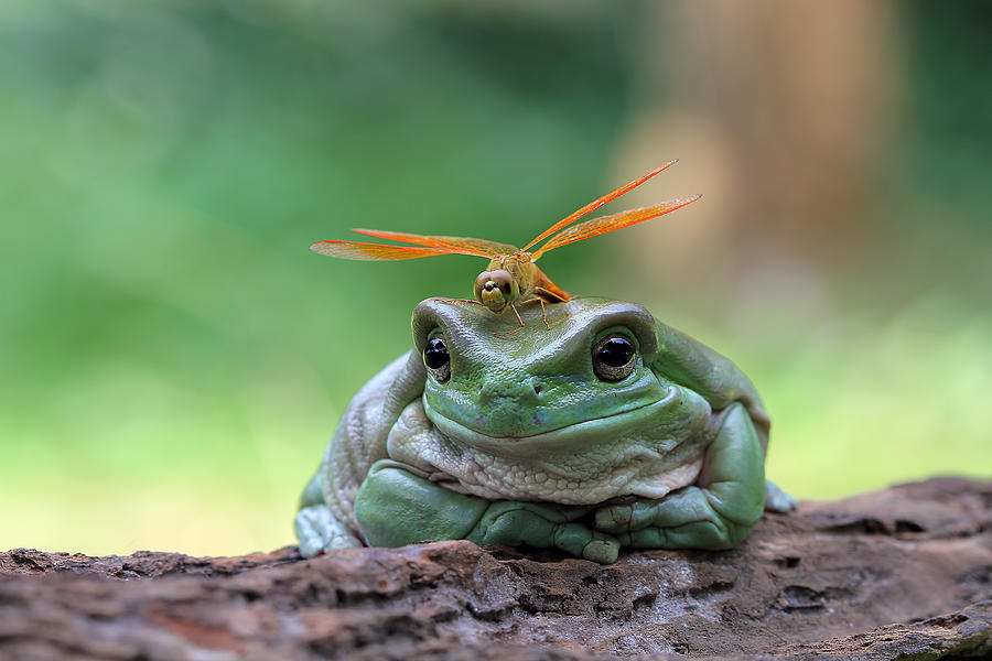 Dragonfly sitting on a dumpy frog, Indonesia Photograph by Kuritafsheen