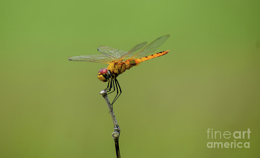 Dragonfly sitting on a stick by Iftikhar Alam