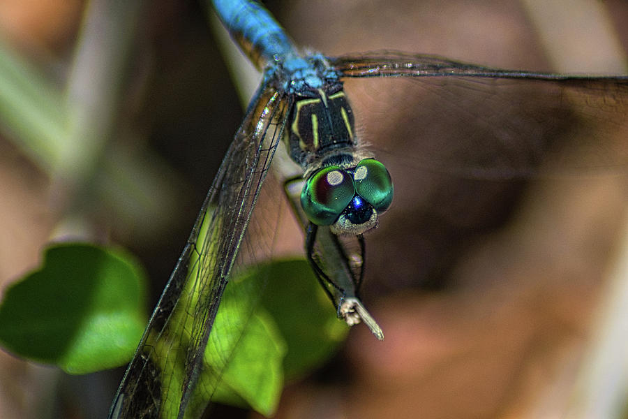 Wildlife Photograph - Dragonfly Spirit by Portia Olaughlin