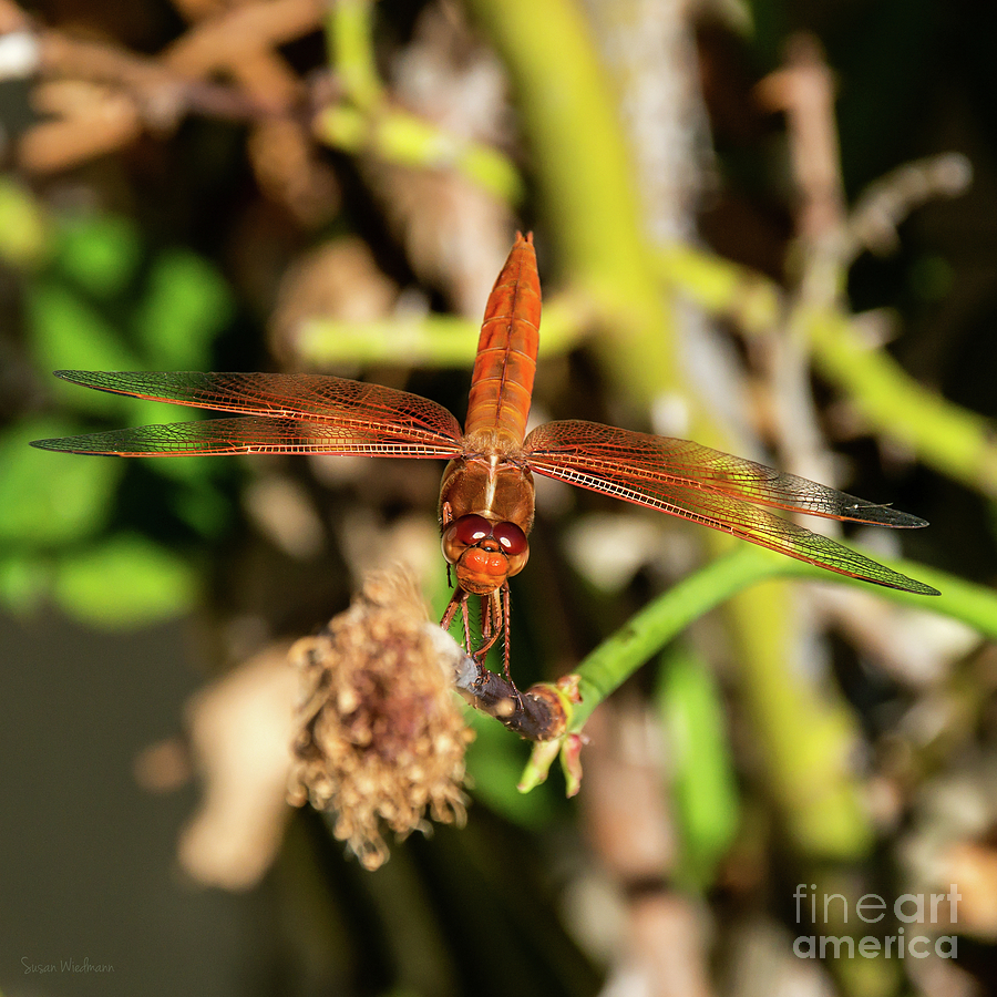 Nature Photograph - Dragonfly Spreading Its Pretty Wings by Susan Wiedmann
