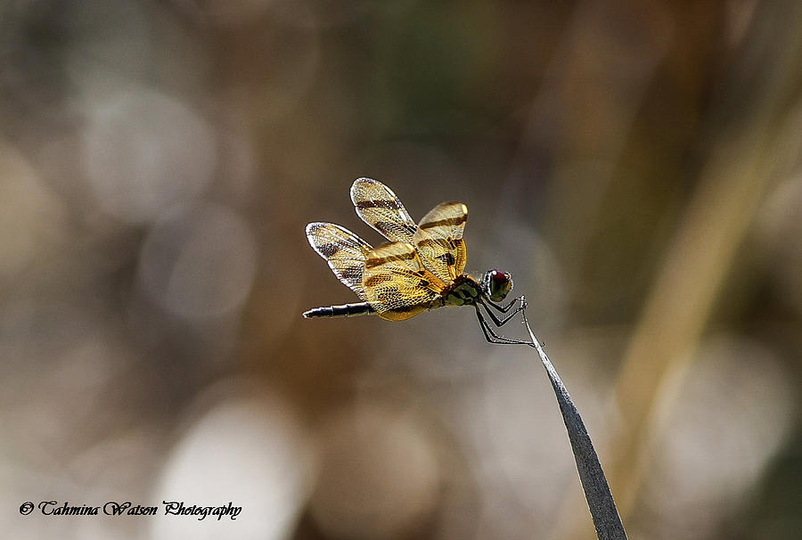 Dragonfly Photograph by Tahmina Watson
