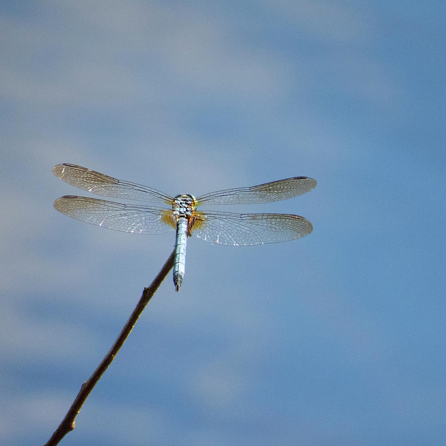 Dragonfly Translucent Photograph by Mitch Spence