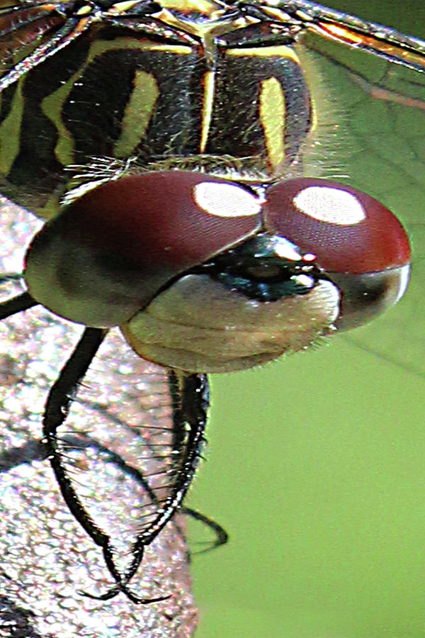 Nature Photograph - Dragonfly Up Close by Holly Morris Nature Photograph - Dragonfly Up Close by Holly Morris
