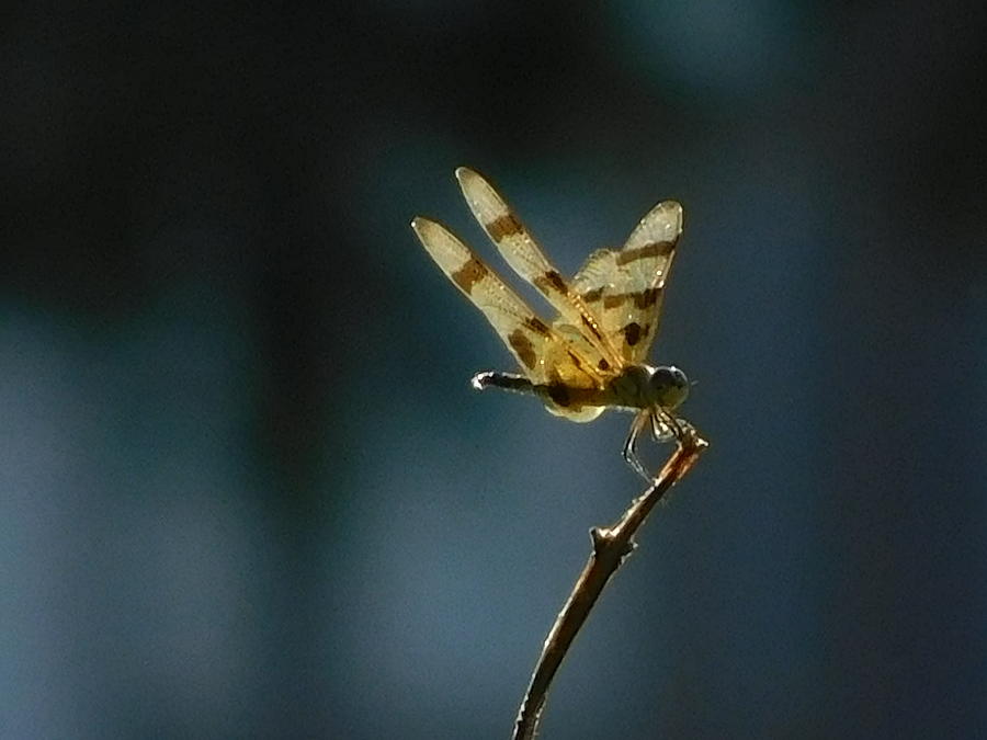 Dragonfly Photograph by Virginia White