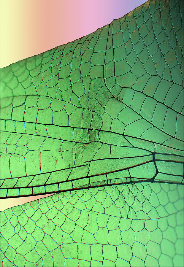 Dragonfly Wings 2 Photograph by Jim Painter