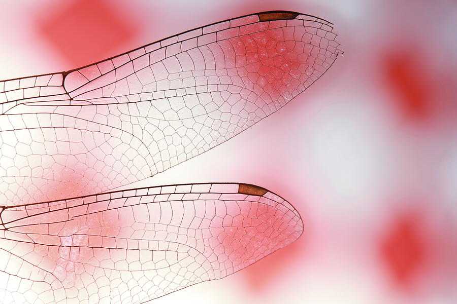 Dragonfly Wings Photograph by Jim Painter