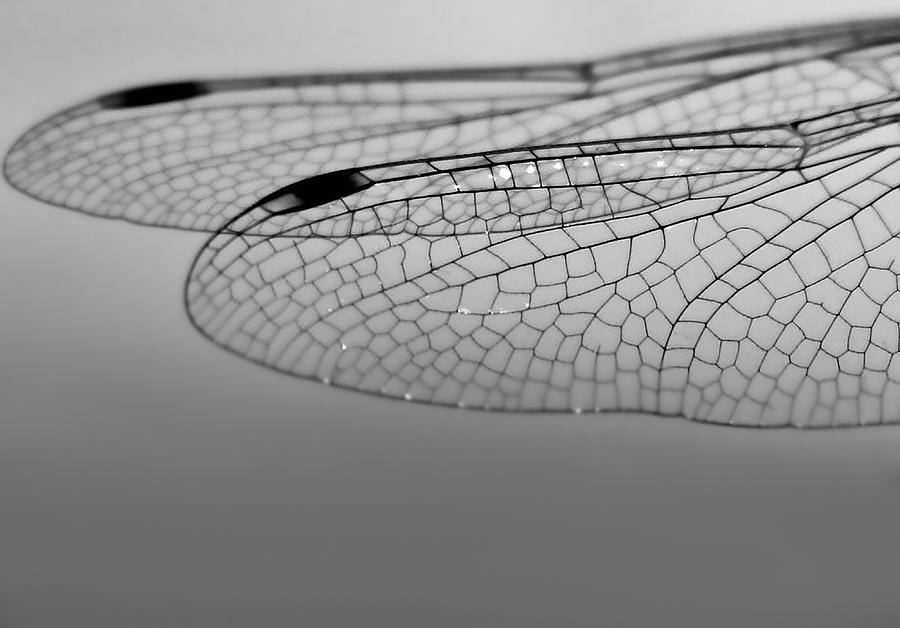 Dragonfly Wings Photograph by Sally Bauer