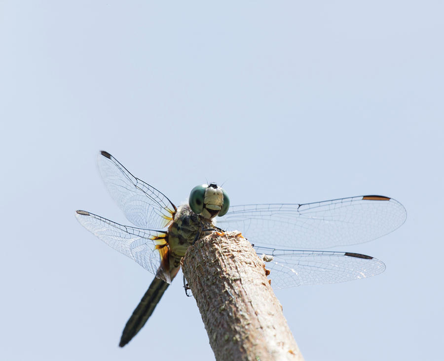 Nature Photograph - Dragonfly with Green Eyes by Iris Richardson