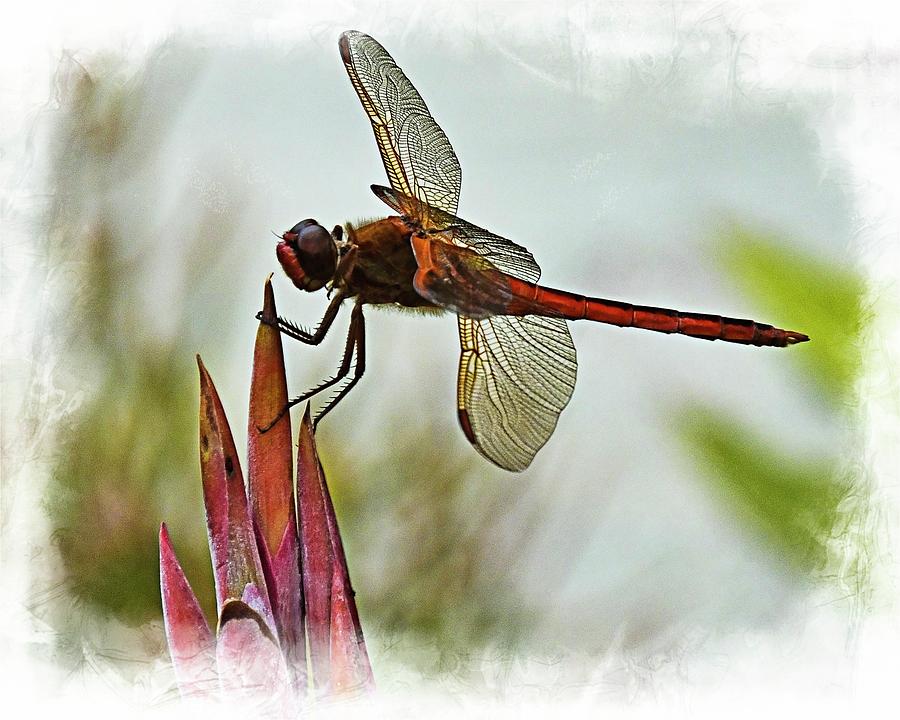 Dragonfly with vignette Photograph by Bill Barber