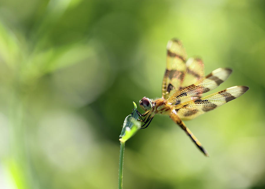 Dragonfly with Wings of Gold Photograph by Ronnie Corn - Fine Art America