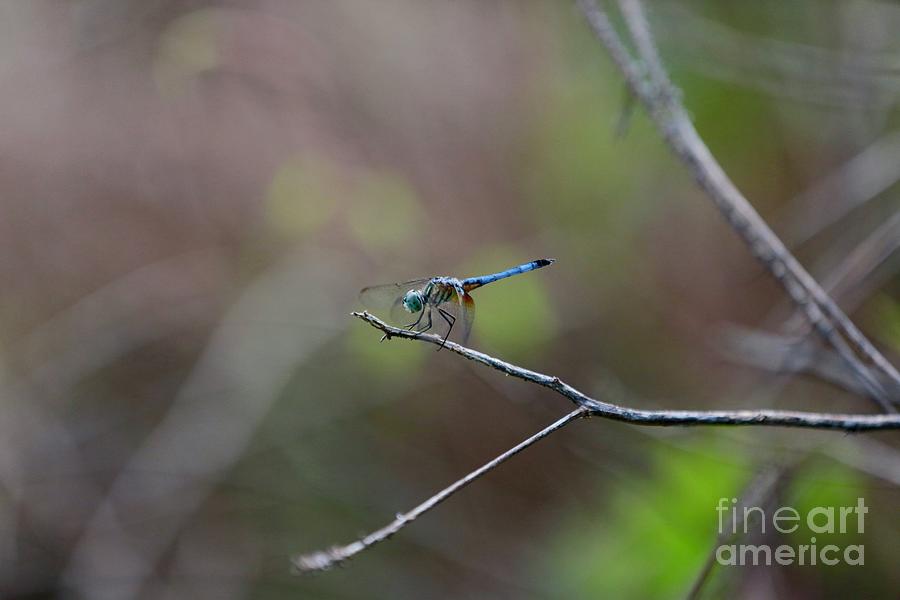Dragonfly World Photograph by Carol Groenen
