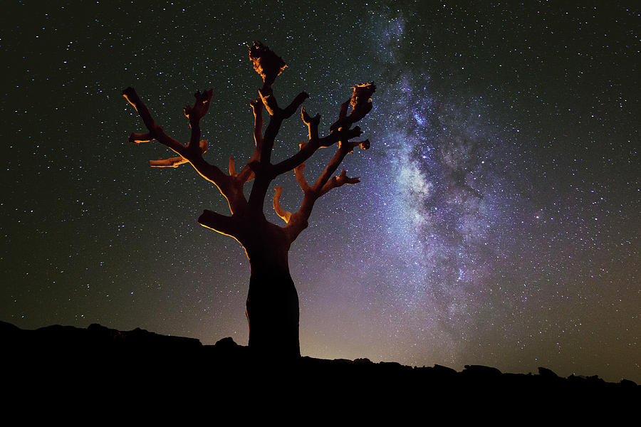 Dragon's Blood Tree Photograph by Ahmed Al Toqi - Fine Art America