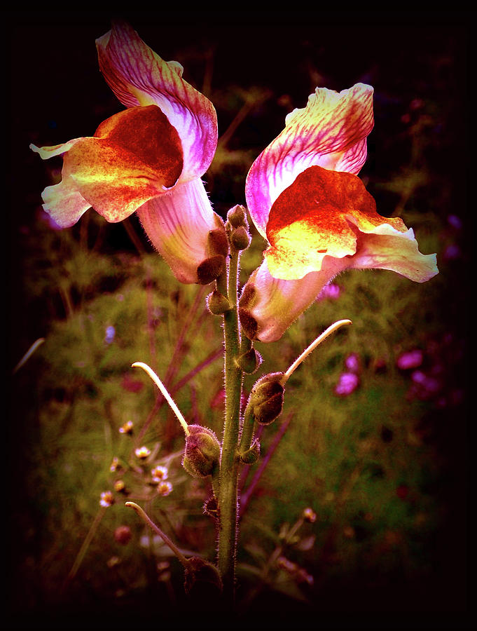 Summer Photograph - Dragons in the Garden by Danielle R T Haney