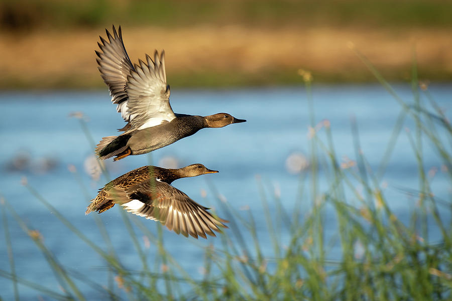 Drake and hen gadwall ducks flying Photograph by Mike Fusaro