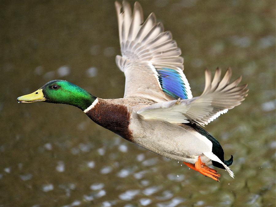 Drake Mallard in Flight Photograph by Jo-Ann Matthews - Fine Art America