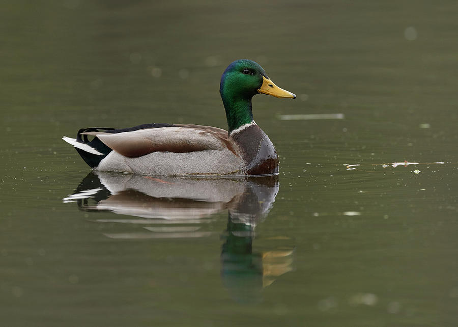 Drake Mallard, Sacramento County California by Doug Herr Drake Mallard, Sacramento County California by Doug Herr