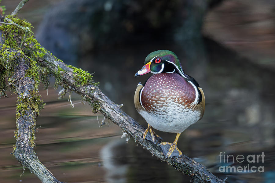 Drake Wood Duck Photograph by Craig Leaper