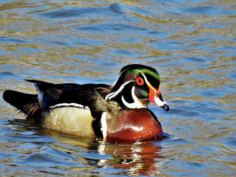 Drake Wood Duck Photograph by Kathy Woods Booth - Fine Art America