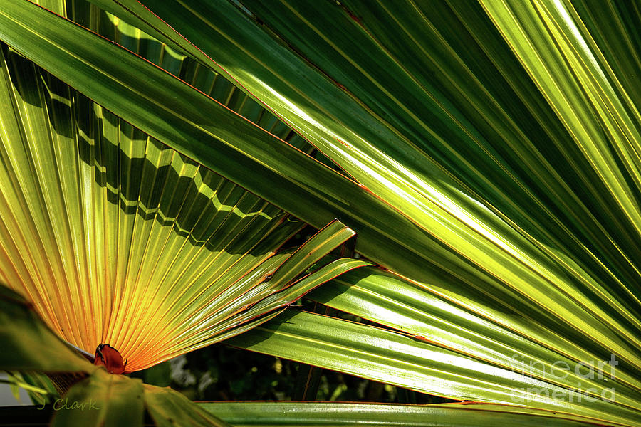 Drama in the Palm Leaves Photograph by John Clark