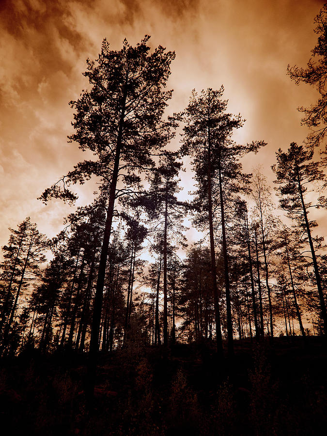 Drama queens. Have you ever looked the pines this way Photograph by Jouko Lehto
