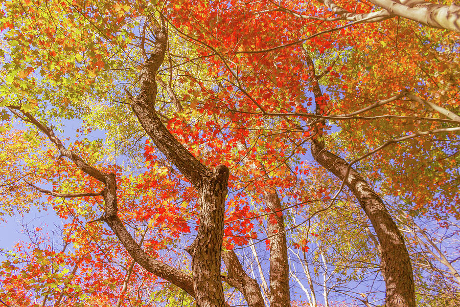 Dramatic Autumn Trees Photograph by Auden Johnson