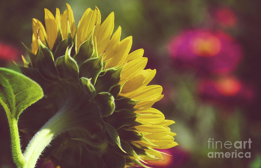 Dramatic Backside of Sunflower Botanical / Floral / Nature Photograph Photograph by PIPA Fine Art - Simply Solid