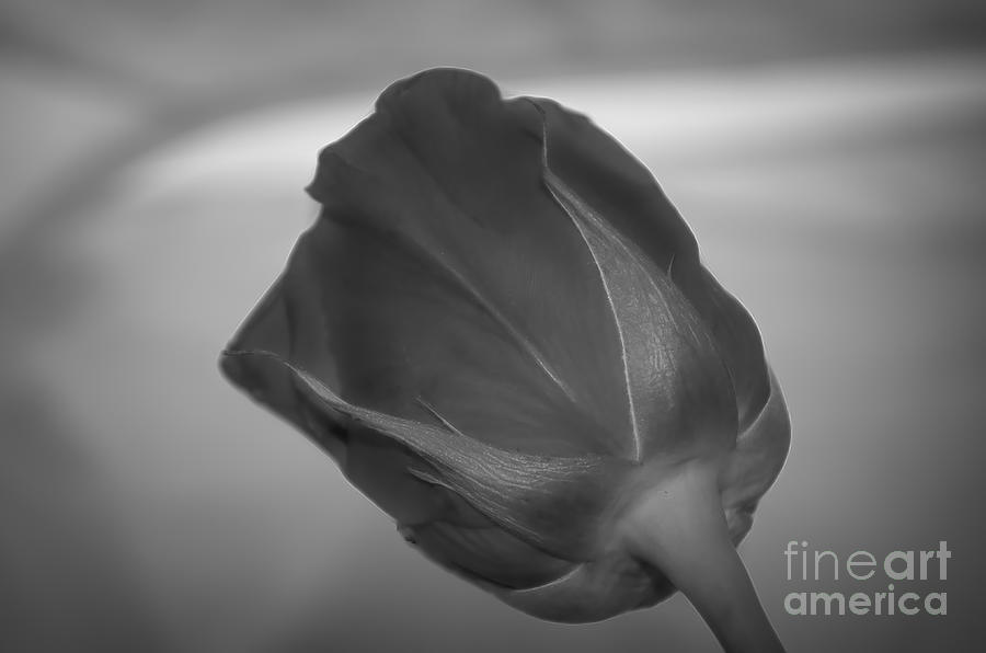 Still Life Photograph - Dramatic Black Rose by Luther Fine Art