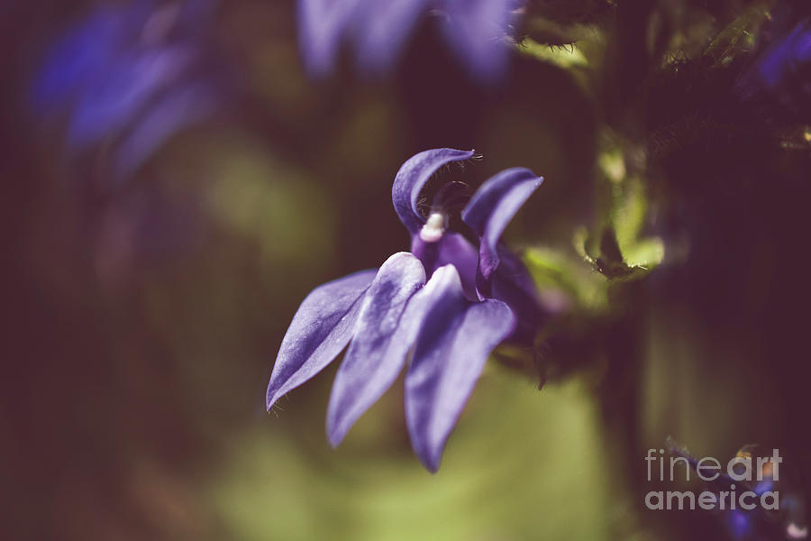 Dramatic Blue Cardinal Flower Botanical / Floral / Nature Photo Photograph by PIPA Fine Art - Simply Solid