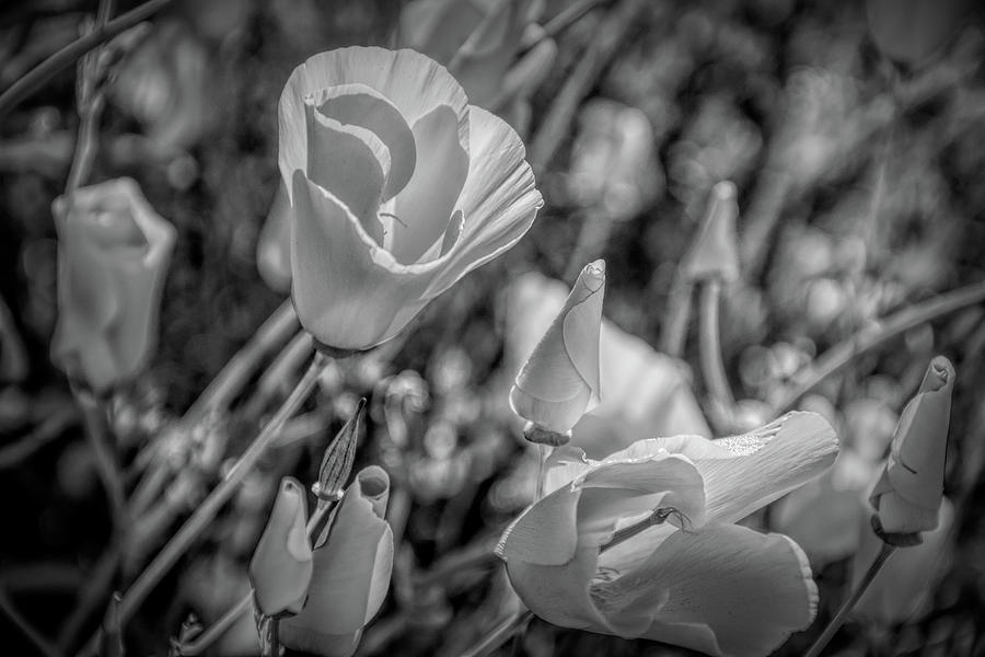 Dramatic California Poppies Photograph by Rebecca Herranen