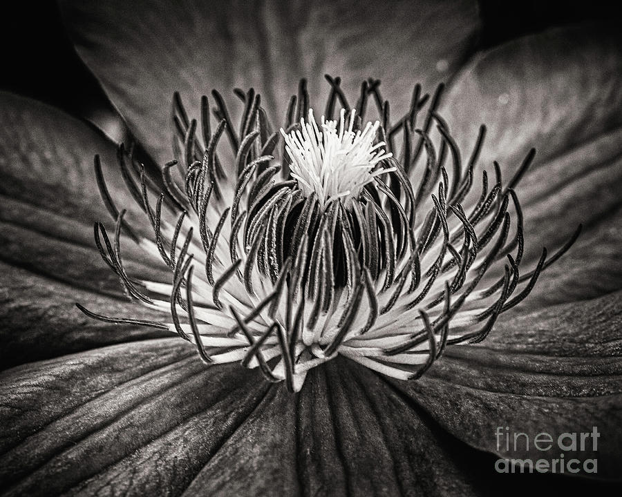 Dramatic Clematis Photograph by Kevin Anderson