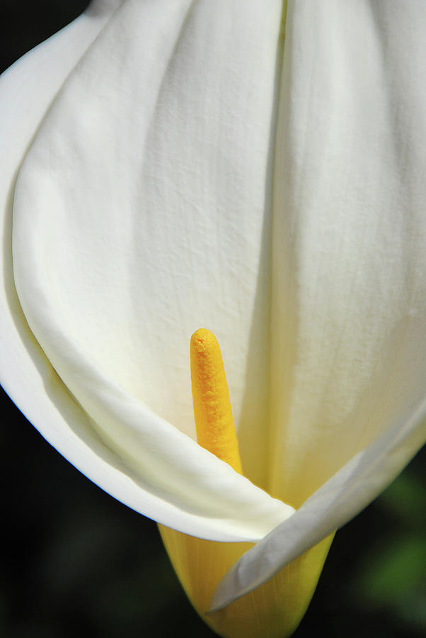 Dramatic close up of white Calla Lily on dark background Photograph by  Flavia Brilli - Fine Art America