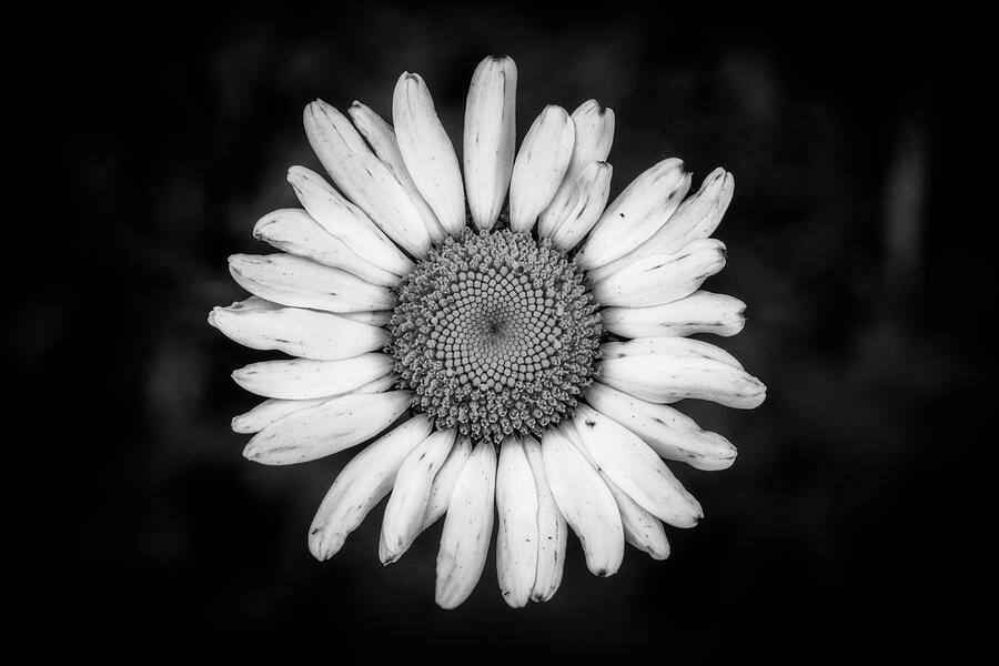 Dramatic Daisy  Photograph by Robert J Wagner