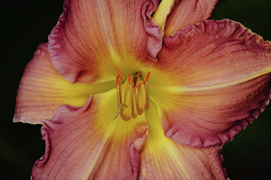 Dramatic Day Lily Flower Photograph