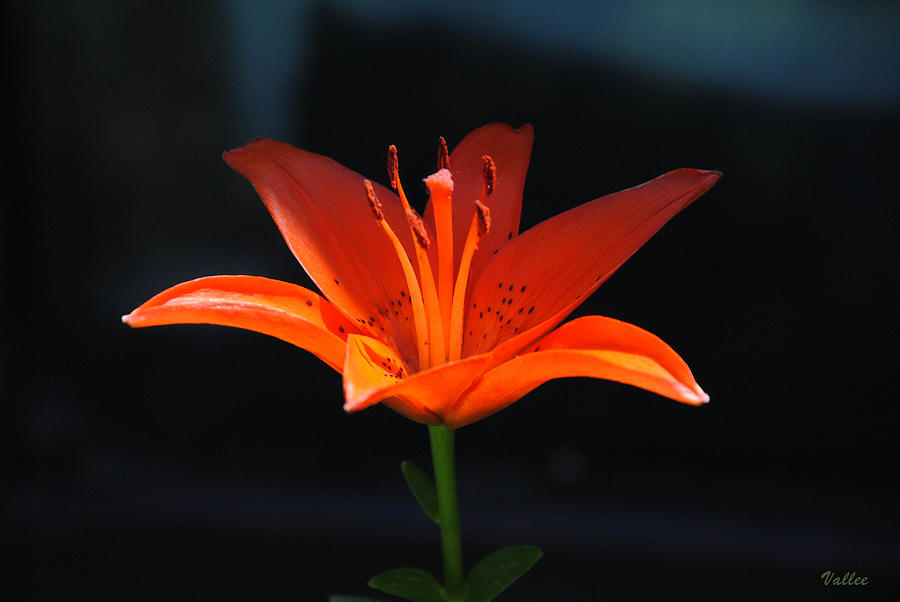 Dramatic Day Lily Photograph by Vallee Johnson