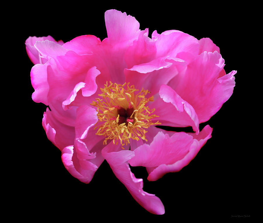 Dramatic Hot Pink Peony Flower Photograph by Jennie Marie Schell