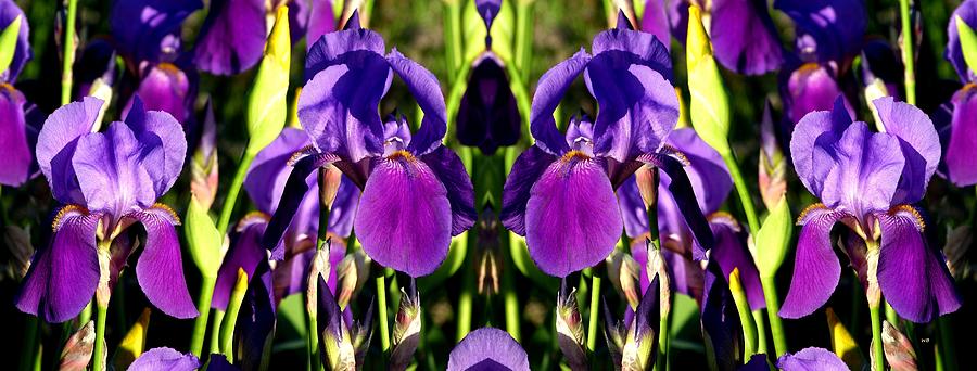 Dramatic Irises Photograph by Will Borden