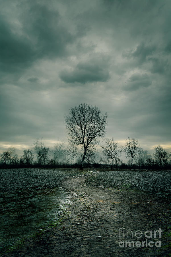 Dramatic landscape with bare tree and dirt path across field.  Photograph by Jelena Jovanovic