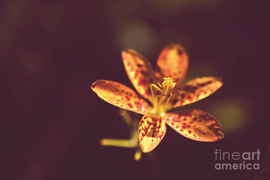 Dramatic Orange Leopard Lily Flower Botanical / Floral / Nature Photo Photograph by PIPA Fine Art - Simply Solid