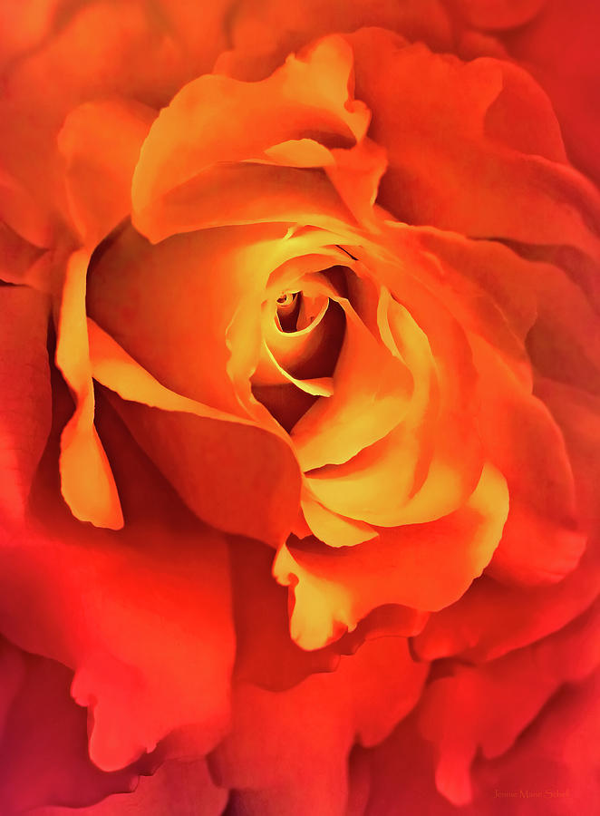Dramatic Orange Rose Flower Abstract Photograph by Jennie Marie Schell