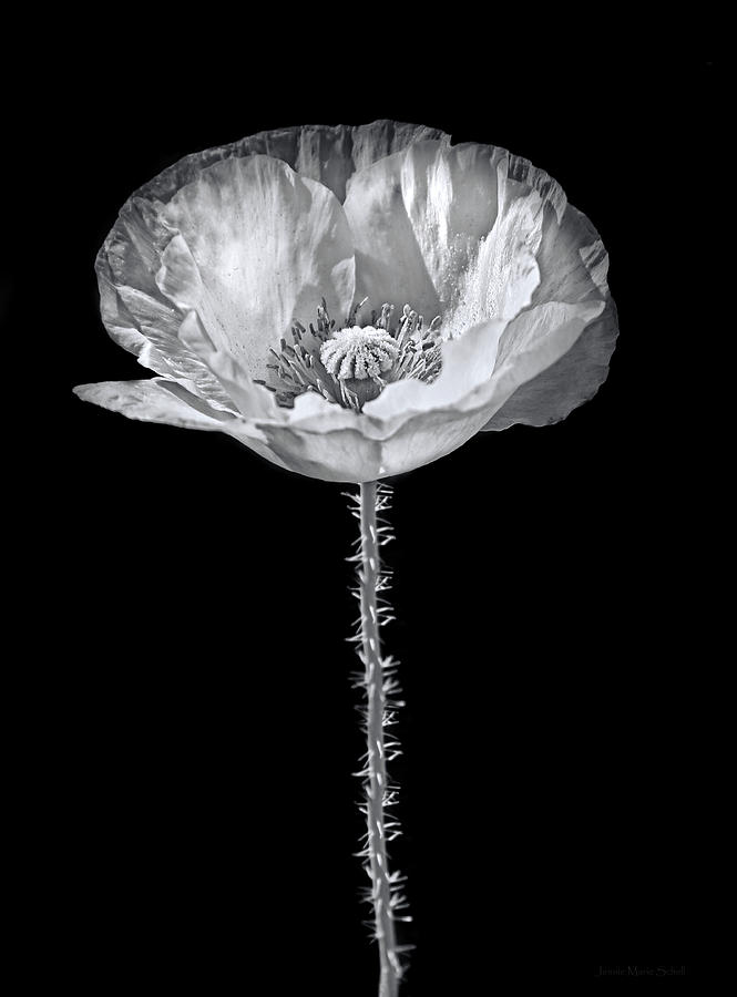 Dramatic Oriental Poppy in Black and White Photograph by Jennie Marie Schell