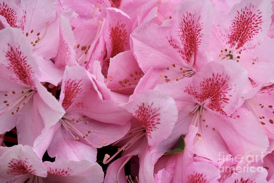 Dramatic Pink Rhododendron Closeup Photograph by Carol Groenen