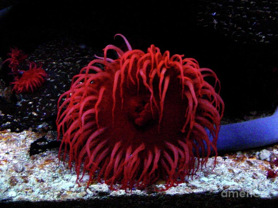 Dramatic Red Anemone Photograph By Lene Pieters