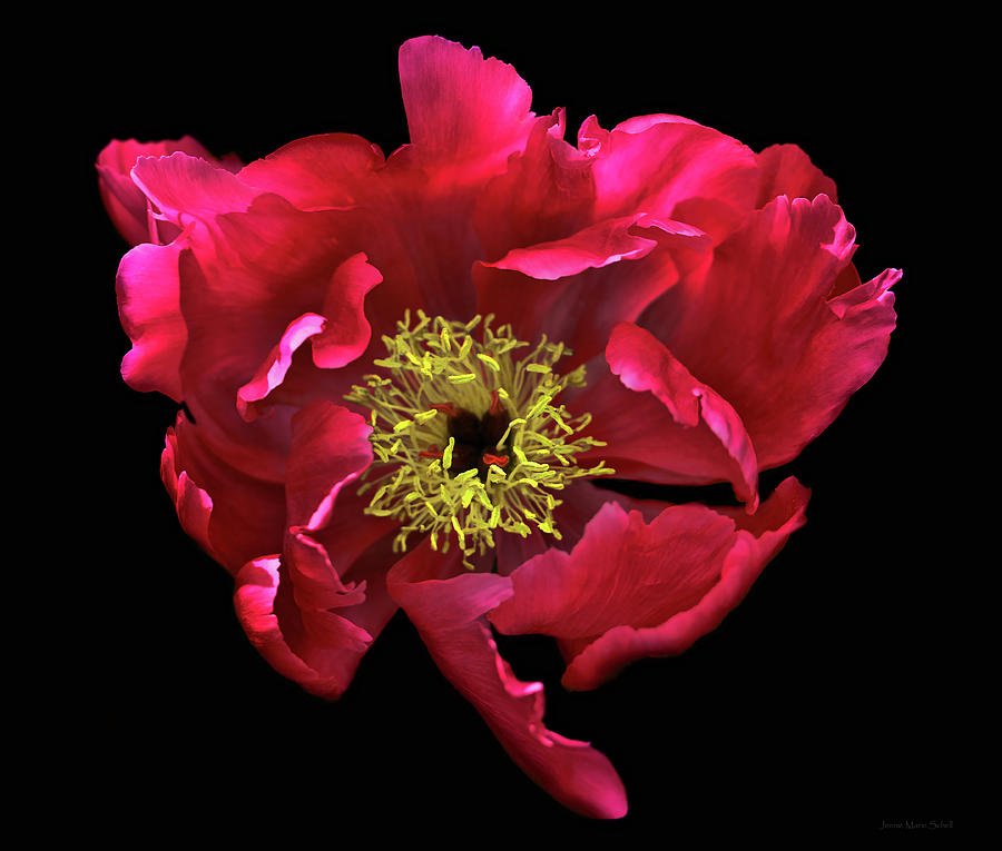 Dramatic Red Peony Flower Photograph by Jennie Marie Schell