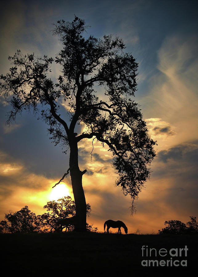 Dramatic Silhouette of a Horse and Oak Tree in a Sunrise with Clouds Photograph by Stephanie Laird