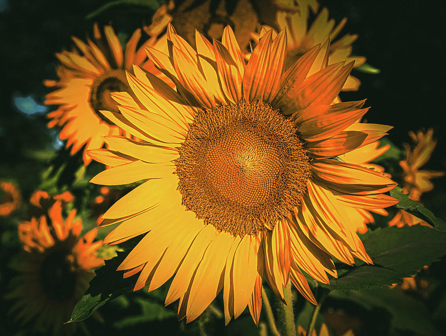 Dramatic Sunflower Photograph by Dan Sproul