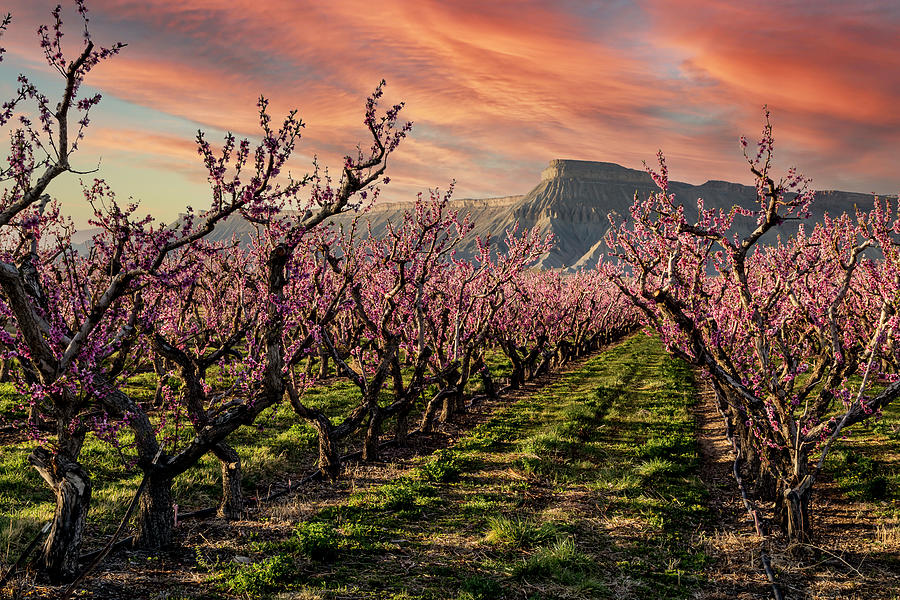 Dramatic Sunset in Palisade Colorado Peach Orchard Photograph by Teri Virbickis