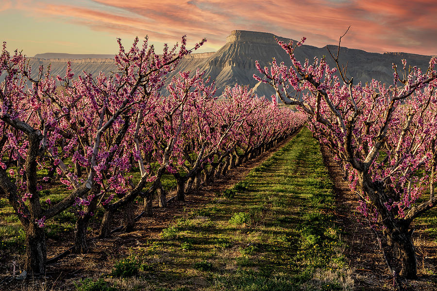 Dramatic Sunset Over Colorado Blooming Peach Orchard Photograph by Teri Virbickis