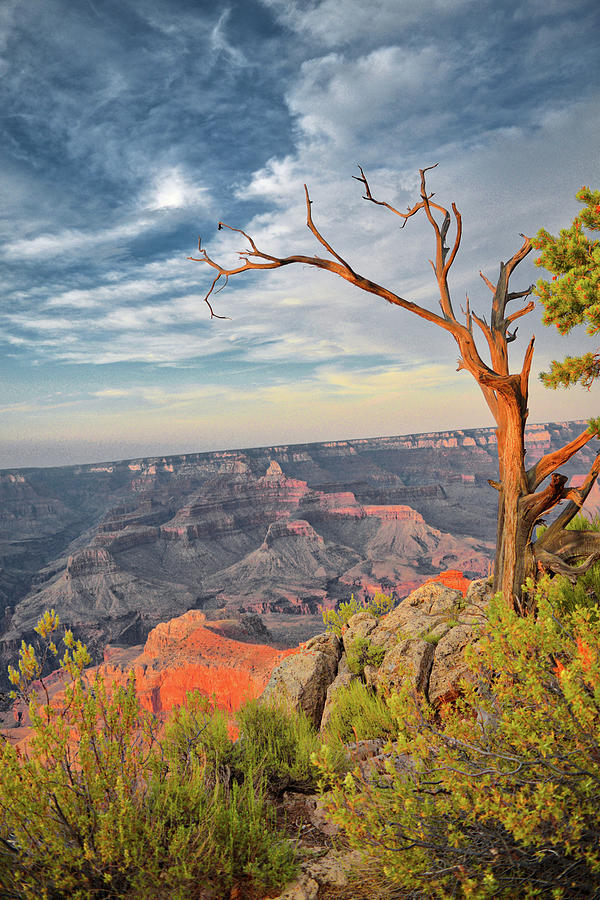 Dramatic Tree overlooks the Grand Canyon Photograph by Chance Kafka